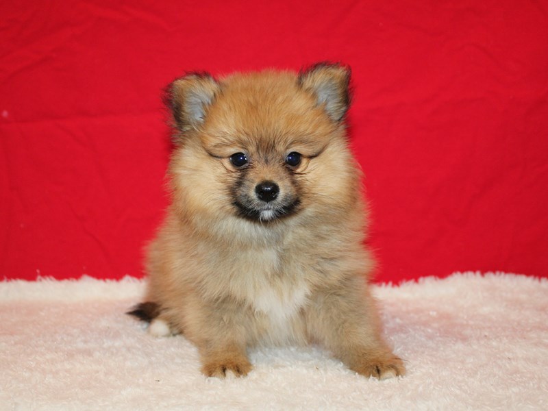 PomeranianDogMale3932450Petland Dalton,