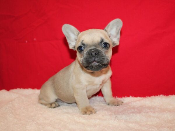 French Bulldog Dog Male Blue Fawn 9624 Petland Dalton, Georgia