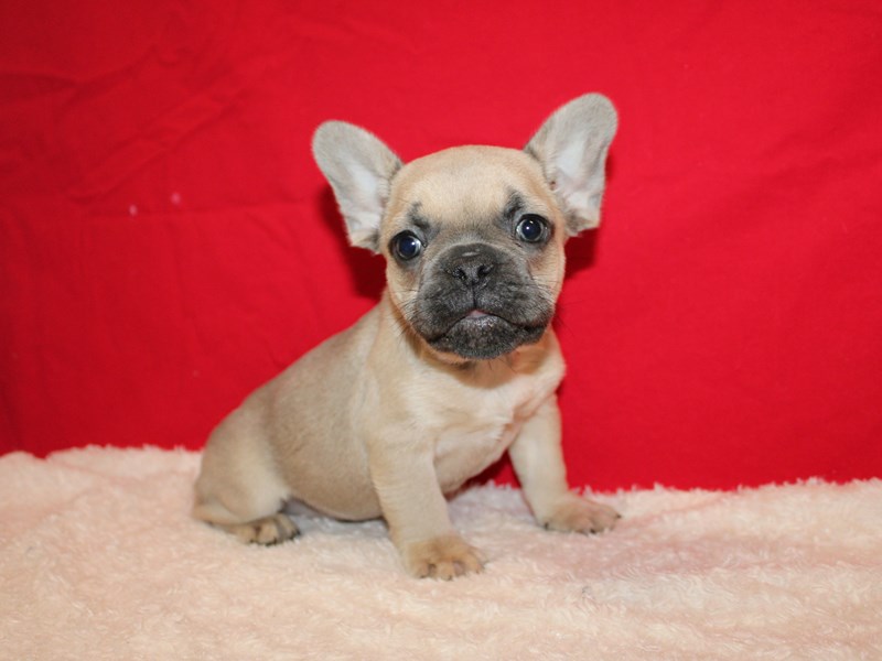 French Bulldog-Male-Blue Fawn-3932165-Petland Dalton
