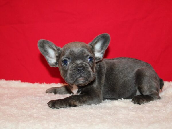 French Bulldog Dog Female Blue 20791 Petland Dalton, Georgia