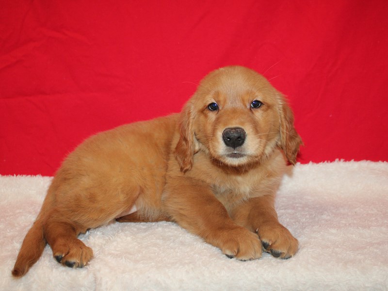 Golden Retriever-Female-Golden-3932314-Petland Dalton