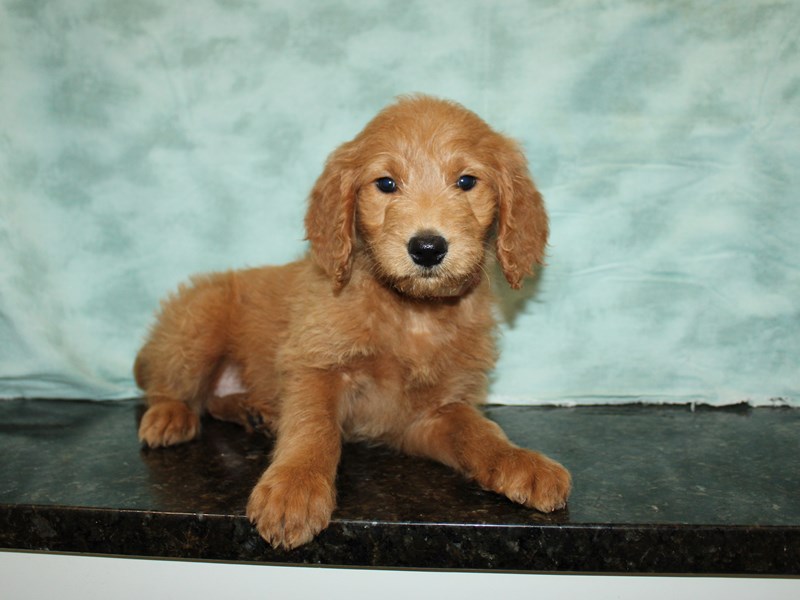 Goldendoodle-Female--3939372-Petland Dalton