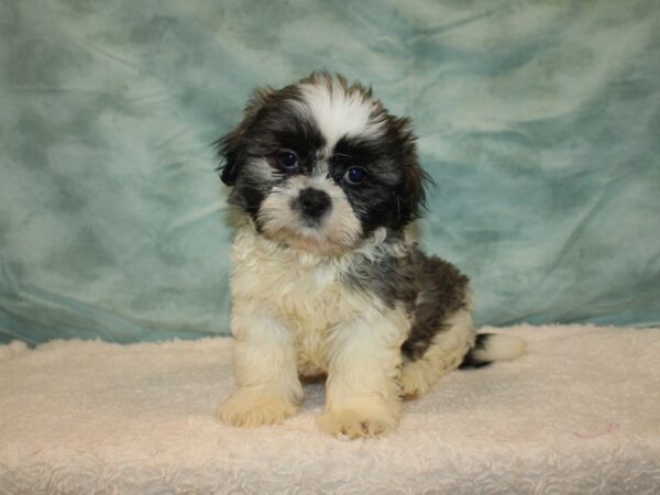 Shih Tzu DOG Male Brindle & white 20743 Petland Dalton, Georgia