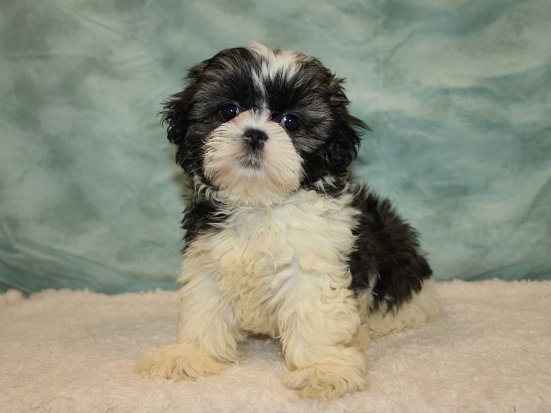 Shih Tzu-Female-Brindle & white-3949872-Petland Dalton