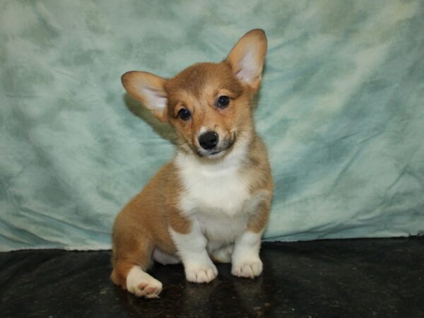 Pembroke Welsh Corgi-DOG-Female-Sable-9636-Petland Dalton, Georgia