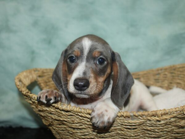 Dachshund DOG Male Blue piebald 20758 Petland Dalton, Georgia