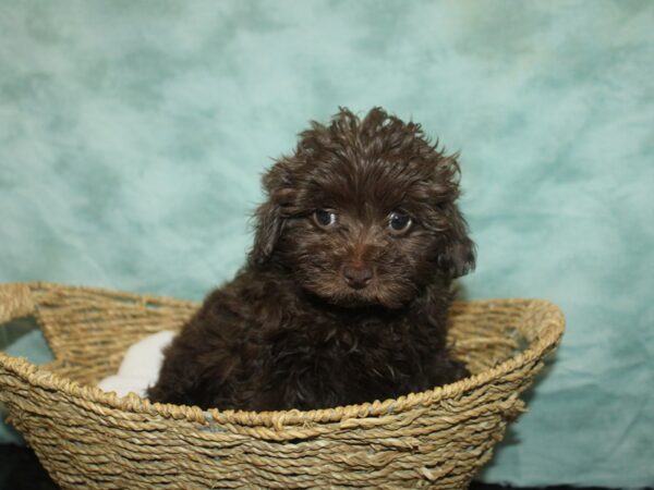 Miniature Aussiedoodle DOG Male Chocolate 20760 Petland Dalton, Georgia