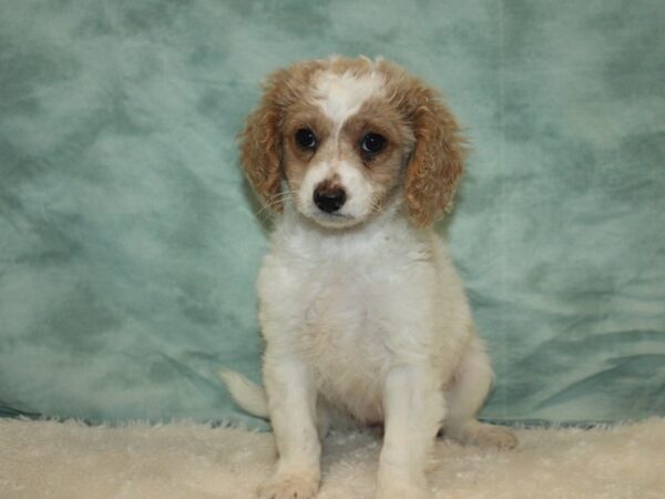 Cavapoo 2nd Generation-Dog-Female-Red and White-9638-Petland Dalton, Georgia