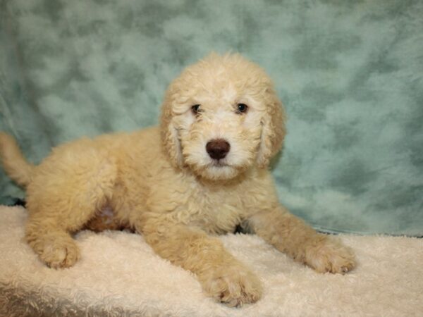 Chesapeake Bay Retriever/Poodle-DOG-Male-Cream-20753-Petland Dalton, Georgia