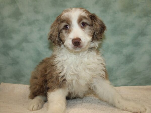 Miniature Aussiedoodle DOG Male Chocolate Merle 9648 Petland Dalton, Georgia