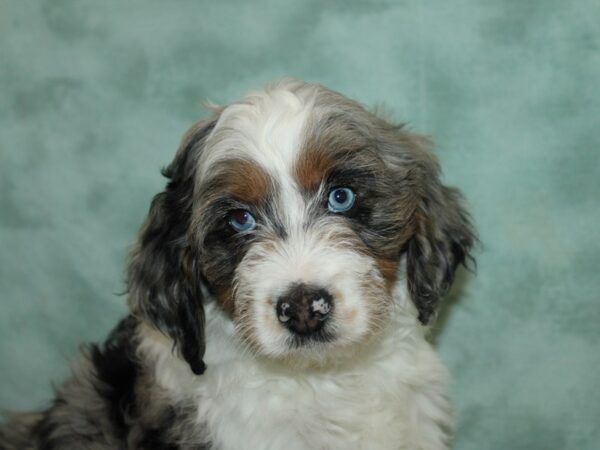 Aussiedoodle Dog Male Blue Merle / White 20766 Petland Dalton, Georgia