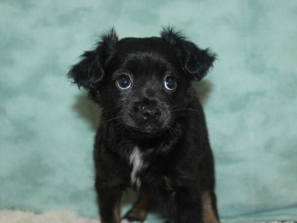 Chihuahua-DOG-Male-Black / Tan-9646-Petland Dalton, Georgia