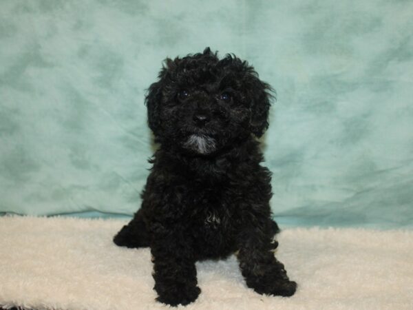 Bichapoo Dog Female Brindle 9644 Petland Dalton, Georgia