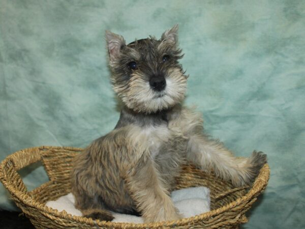 Miniature Schnauzer DOG Male Salt & pepper 20756 Petland Dalton, Georgia