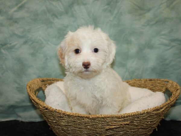 Doxie-Poo Dog Male White and Apricot 9651 Petland Dalton, Georgia