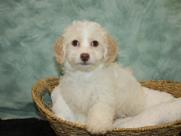 Doxie-Poo-Dog-Female-White and Apricot-20779-Petland Dalton, Georgia