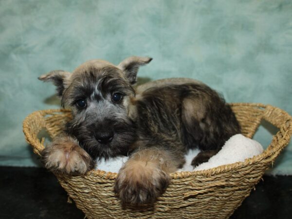 Miniature Schnauzer Dog Male Black and Silver 9653 Petland Dalton, Georgia