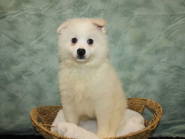 American Eskimo Dog Male White 20771 Petland Dalton, Georgia