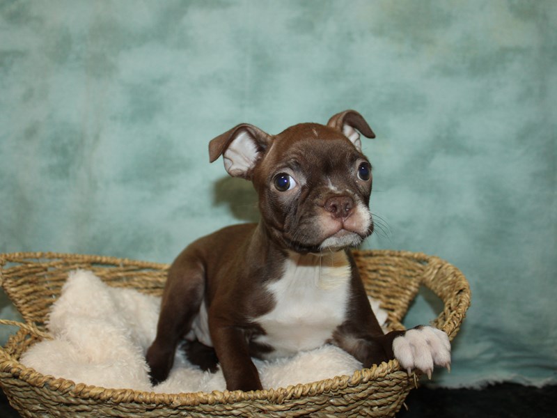Boston Terrier-Female-Red-3971604-Petland Dalton