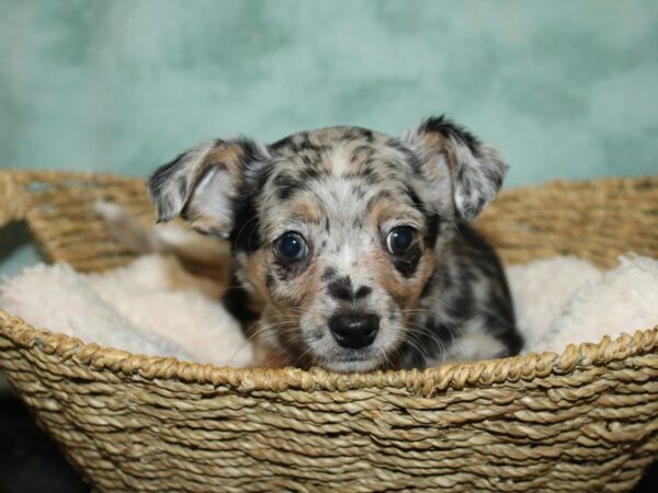 Chihuahua DOG Male Blue Merle 20781 Petland Dalton, Georgia