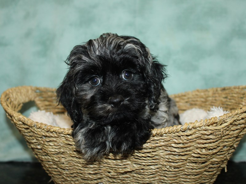 Cock A Poo-Female-Blue Merle-3970172-Petland Dalton