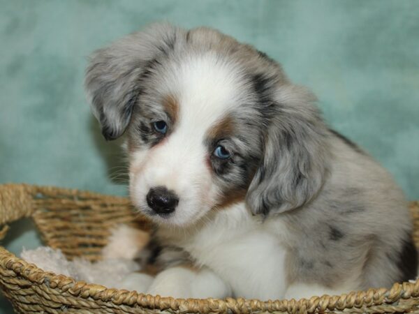 Miniature Australian Shepherd DOG Female Blue Merle 20783 Petland Dalton, Georgia