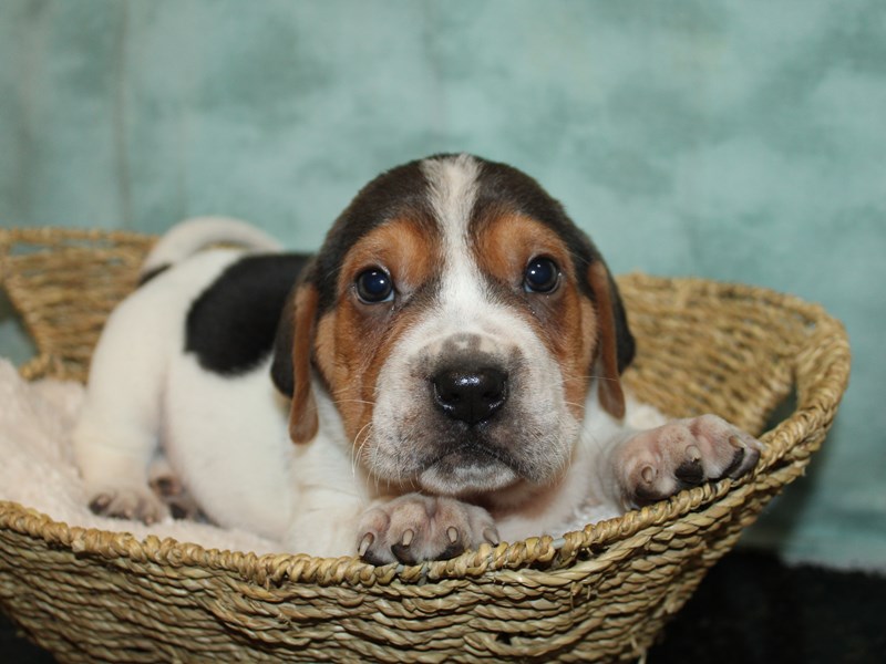 Walrus-Male-mahogany-3952085-Petland Dalton