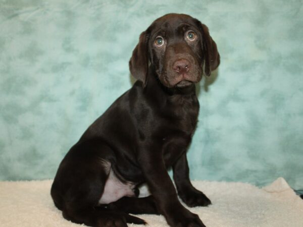 Labrador Retriever Dog Male Chocolate 20790 Petland Dalton, Georgia