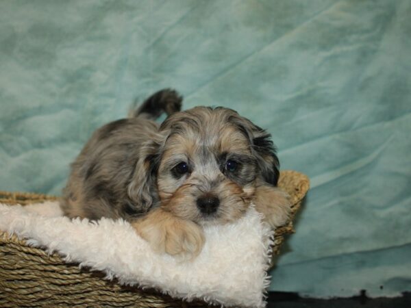 Daisy Dog-Dog-Female-Blue Merle-9659-Petland Dalton, Georgia