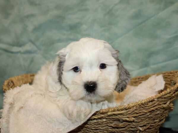 Daisy Dog DOG Male White Blue Merle 20796 Petland Dalton, Georgia