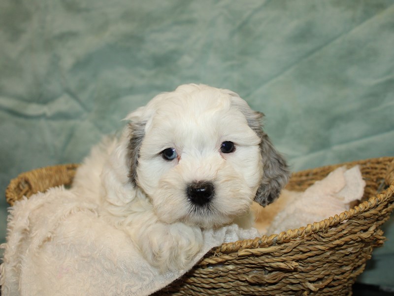 Daisy Dog-Male-White Blue Merle-3981900-Petland Dalton