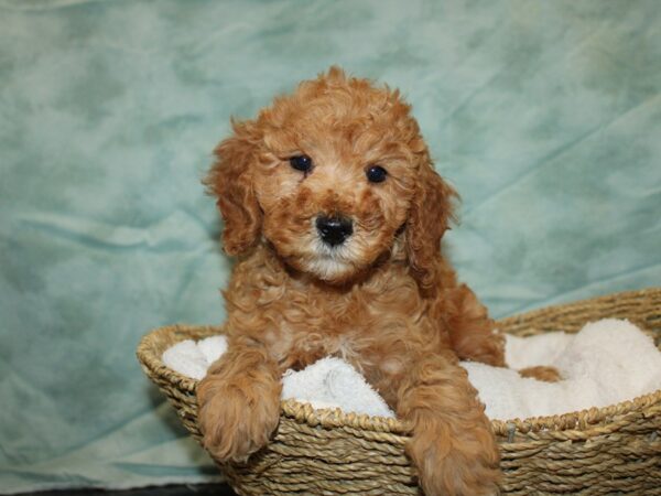 Miniature Poodle Dog Male red 20799 Petland Dalton, Georgia