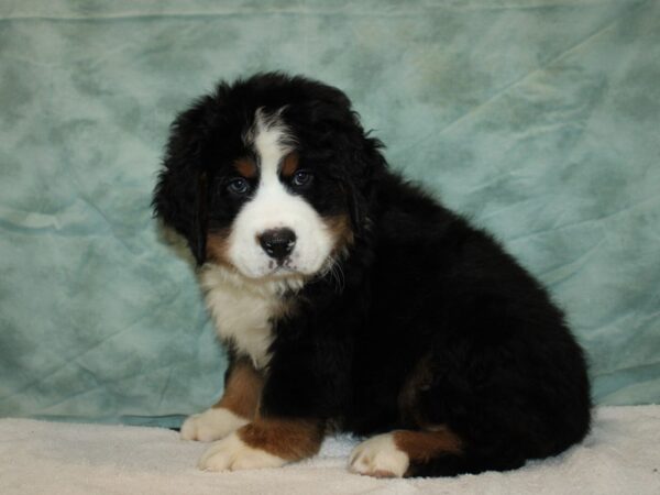 Bernese Mountain Dog Dog Male Black White / Tan 20794 Petland Dalton, Georgia