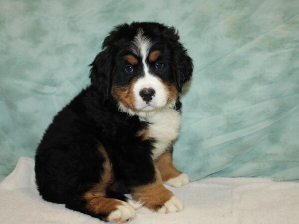 Bernese Mountain Dog-Dog-Female-Black White / Tan-9662-Petland Dalton, Georgia