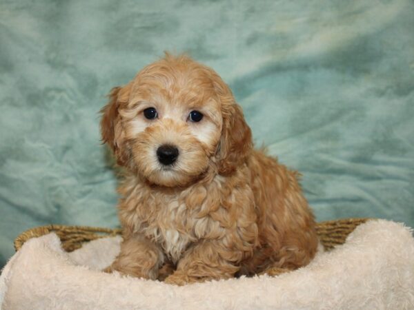 Havapoo Dog Male Red 9666 Petland Dalton, Georgia