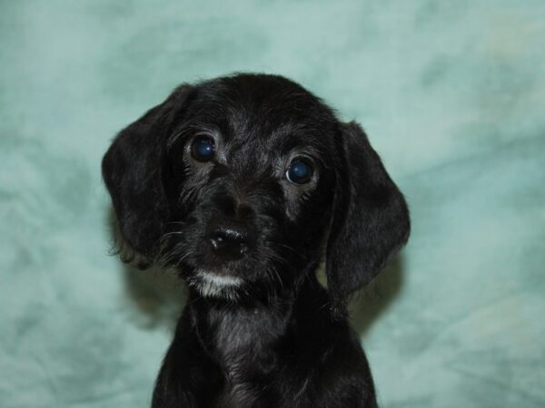 Dachshund Dog Female Black 20804 Petland Dalton, Georgia