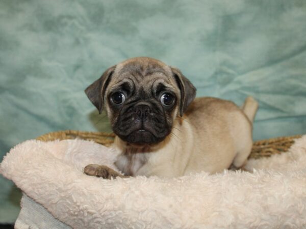 Pug-Dog-Female-Fawn-9672-Petland Dalton, Georgia