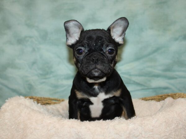 French Bulldog Dog Female Black and Tan 9669 Petland Dalton, Georgia