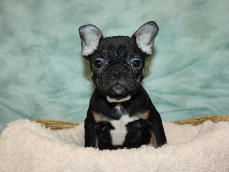 French Bulldog-Female-Black and Tan-3989909-Petland Dalton