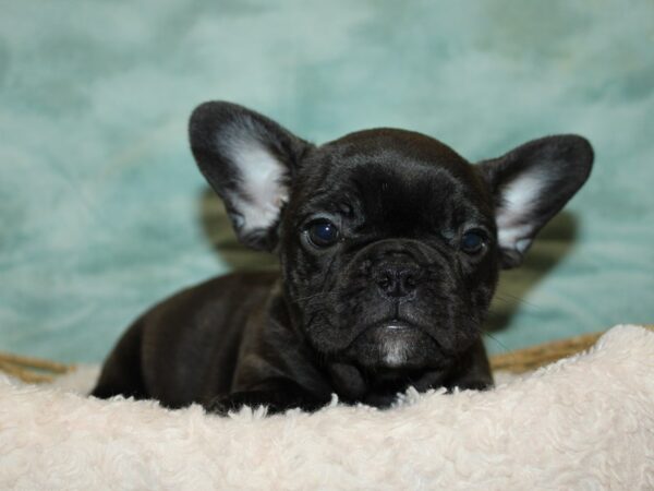 French Bulldog Dog Female Brindle 20805 Petland Dalton, Georgia