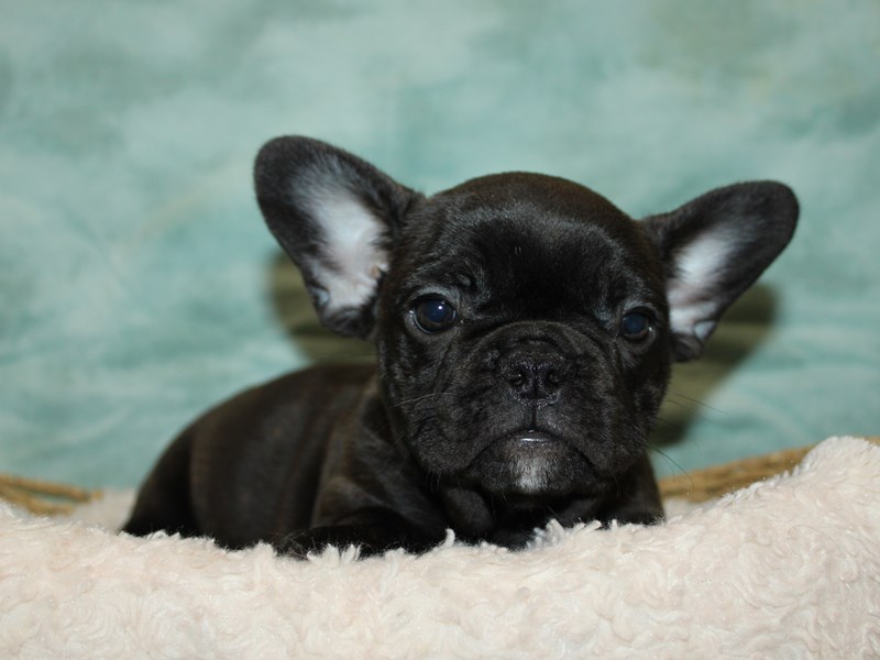 French Bulldog-Female-Brindle-3989775-Petland Dalton