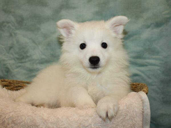 American Eskimo-Dog-Male-White-9668-Petland Dalton, Georgia