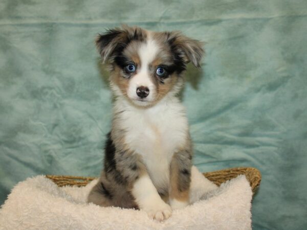 Miniature Australian Shepherd DOG Female Blue Merle White and Tan 9671 Petland Dalton, Georgia