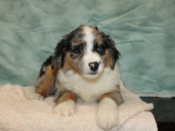 Miniature Australian Shepherd Dog Male Blue Merle White and Tan 20806 Petland Dalton, Georgia