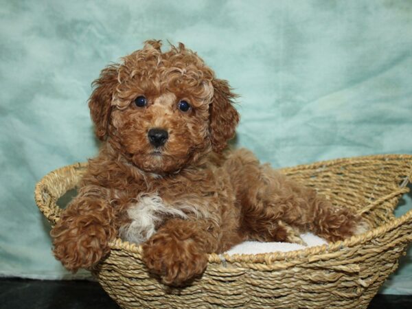 Miniature Poodle-DOG-Male-Red-9673-Petland Dalton, Georgia