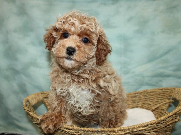 Miniature Poodle DOG Female Red 20808 Petland Dalton, Georgia