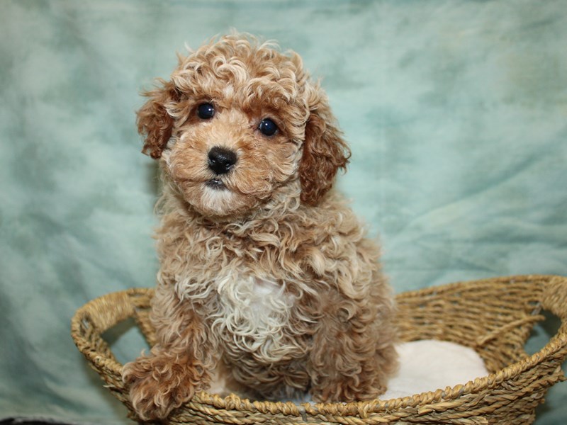 Miniature Poodle-Female-Red-3992259-Petland Dalton