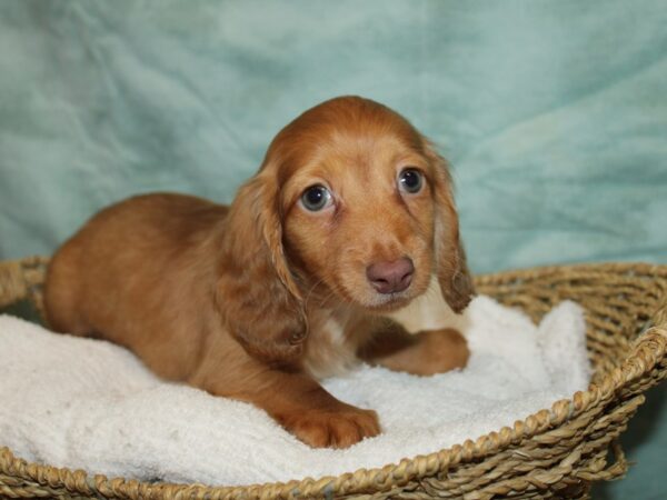 Dachshund Dog Male Red 20800 Petland Dalton, Georgia