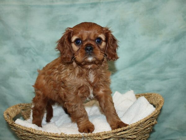 Cavalier King Charles Spaniel Dog Female Ruby 20810 Petland Dalton, Georgia