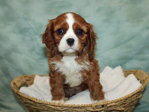 Cavalier King Charles Spaniel Dog Male Blenheim 20809 Petland Dalton, Georgia